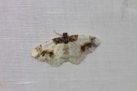 Ligdia adustata