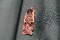 Noctua pronuba