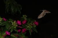 Agrius convolvuli