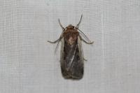 Ochropleura plecta