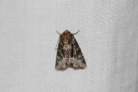 Oligia latruncula/strigilis/versicolor