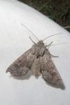 Aporophyla lueneburgensis