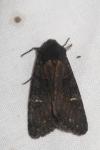 Aporophyla nigra