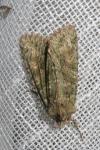 Dryobotodes eremita