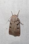 Eugnorisma glareosa