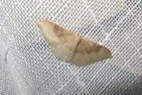 Idaea degeneraria