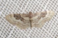 Idaea rusticata