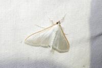 Palpita vitrealis