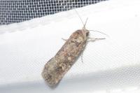 Spodoptera exigua