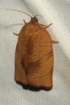 Cacoecimorpha pronubana