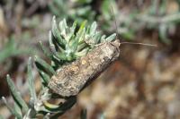 Spodoptera exigua