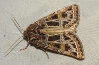 Leucochlaena oditis