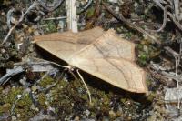 Scopula imitaria