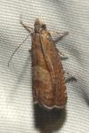 Dichrorampha acuminatana