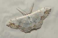 Scopula ornata