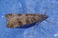 Nomophila noctuella