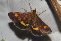 Pyrausta aurata
