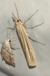 Agriphila deliella