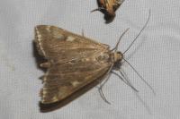 Loxostege sticticalis