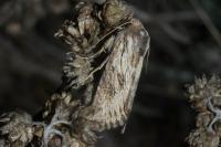 Aporophyla australis