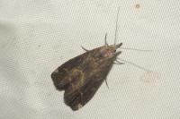 Schrankia costaestrigalis