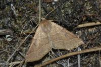 Crocallis dardoinaria