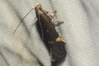 Aproaerema anthyllidella