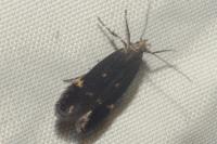 Aproaerema anthyllidella