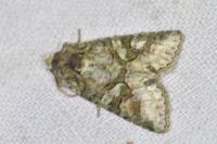 Dryobotodes roboris