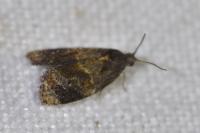 Ditula angustiorana