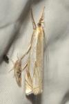 Crambus pascuella