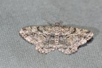 Peribatodes rhomboidaria