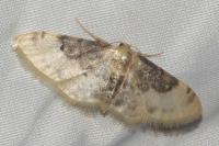 Idaea filicata