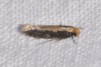 Monopis crocicapitella