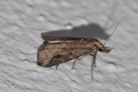 Schrankia costaestrigalis