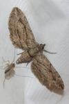 Eupithecia phoeniceata