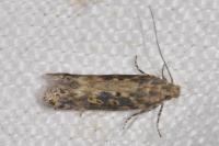 Scrobipalpa