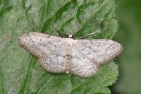 Idaea seriata