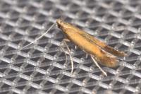 Coptotriche marginea