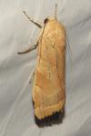 Noctua fimbriata