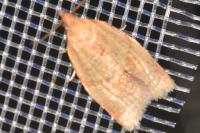 Clepsis consimilana