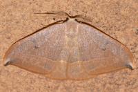 Watsonalla uncinula