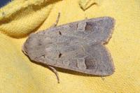 Ammoconia caecimacula