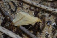 Rhodometra sacraria