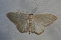 Idaea seriata