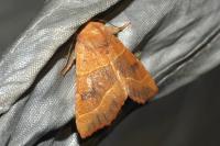 Atethmia centrago