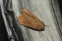 Mythimna albipuncta