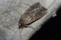 Spodoptera exigua