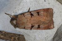 Eugnorisma glareosa