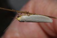 Eilema caniola